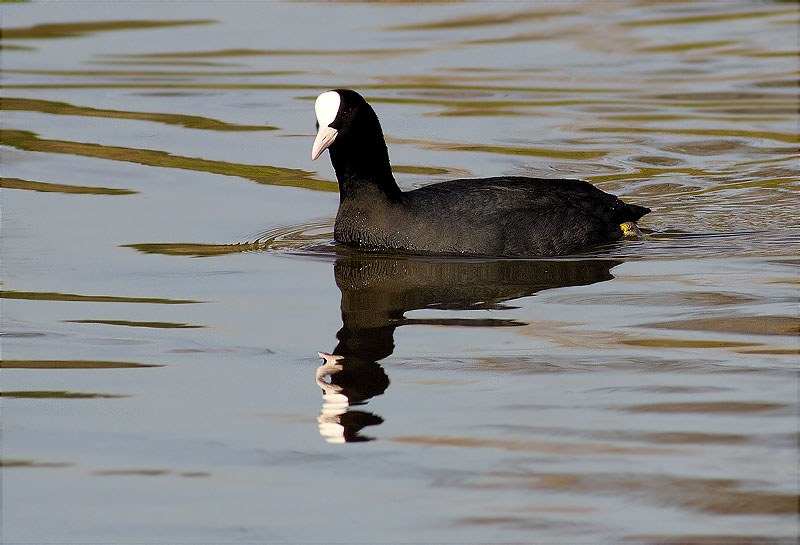 Fotja (Fulica atra)