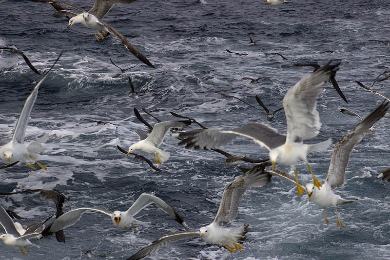 Ocells que seguien la barca atrets pel menjar que es tirava per la borda