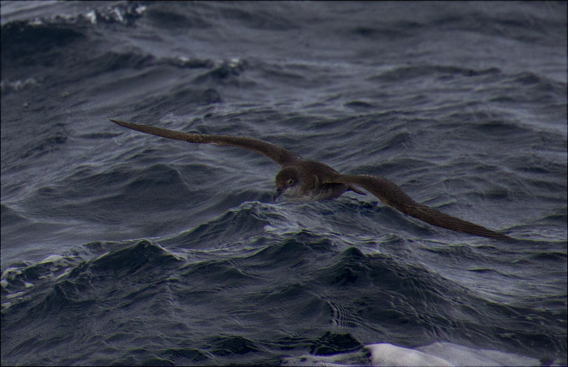 Baldriga balear (Puffinus mauretanicus)