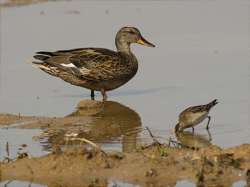 Femella  d'Ànec collverd (Anas platyrhynchos) i  Territ pectoral (Calidris melanotos)