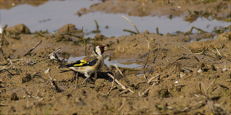 Cadernera (Carduelis carduelis)