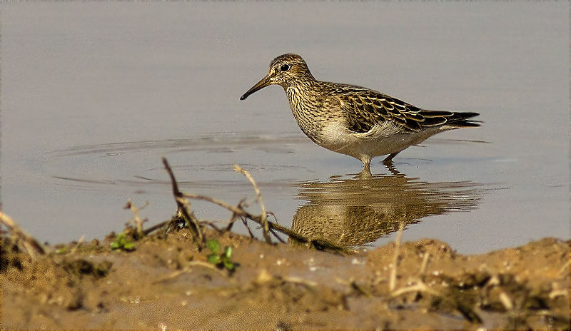 Territ pectoral (Calidris melanotos)