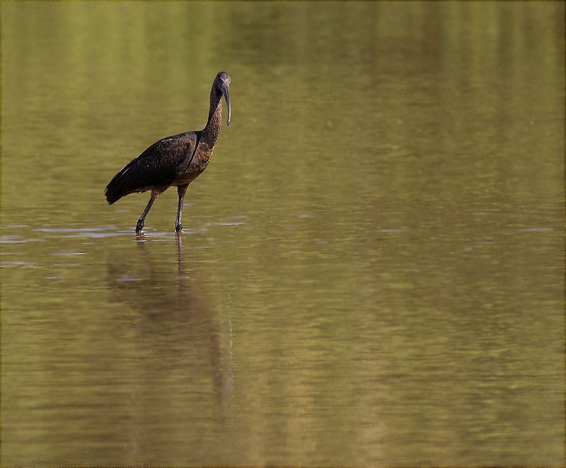 Capó reial (Plegadis falcinellus)
