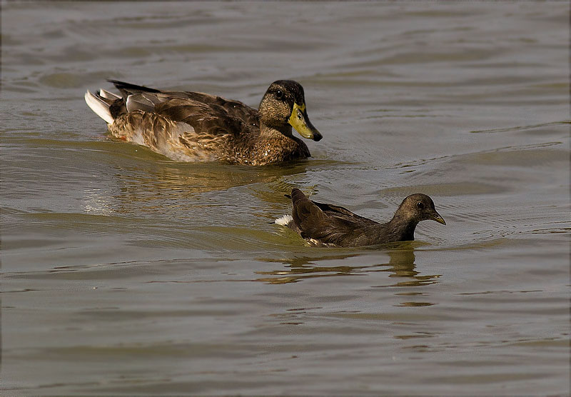 Mascle d'Ànec collverd (Anas platyrhynchos) i Jove de Polla d'aigua (Gallinula chloropus)