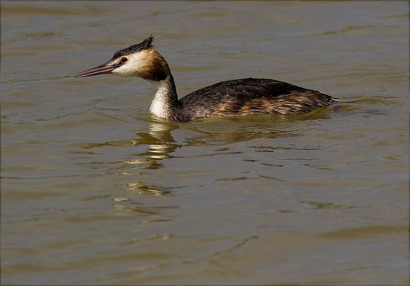 Cabussó emplomallat (Podiceps cristatus)