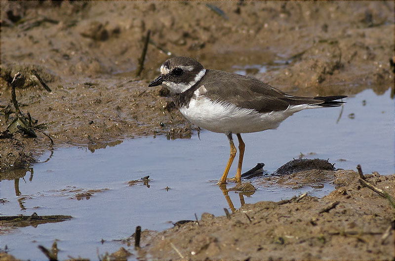 Jove de Corriol gros (Charadrius hiaticula)