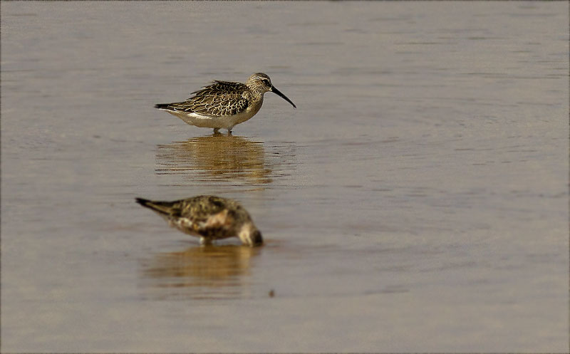 Jove de Territ bec-Llarg (Calidris ferruginea)