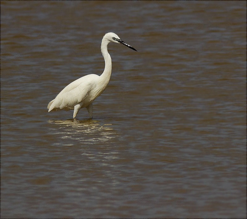 Martinet blanc (Egretta garzetta)