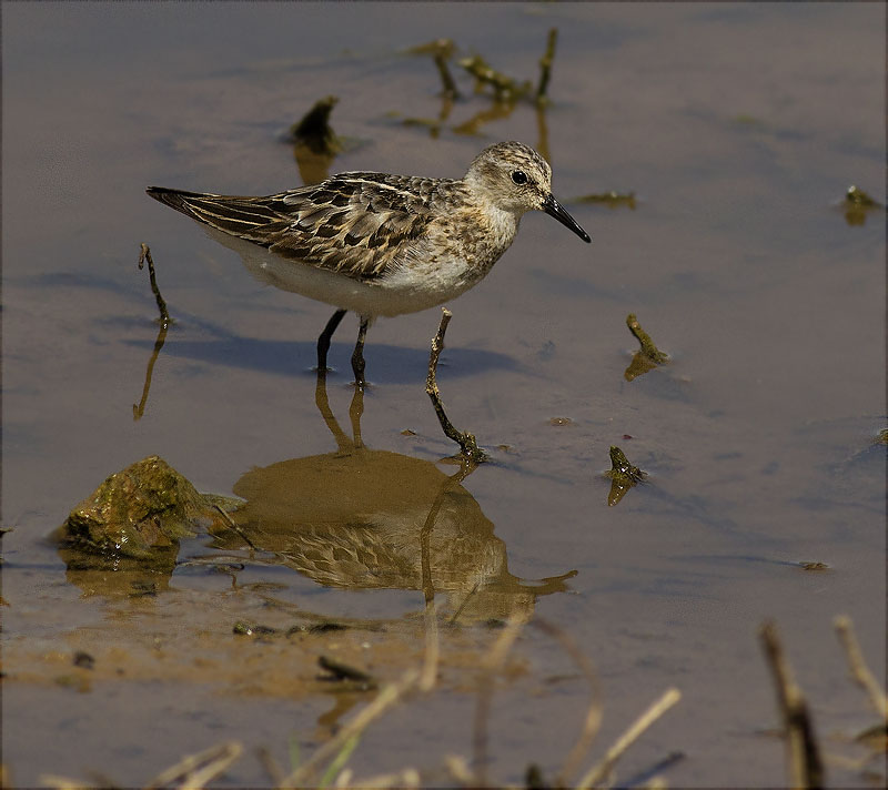 Territ menut (Calidris minuta)