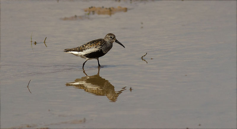 Territ variant (Calidris alpina)