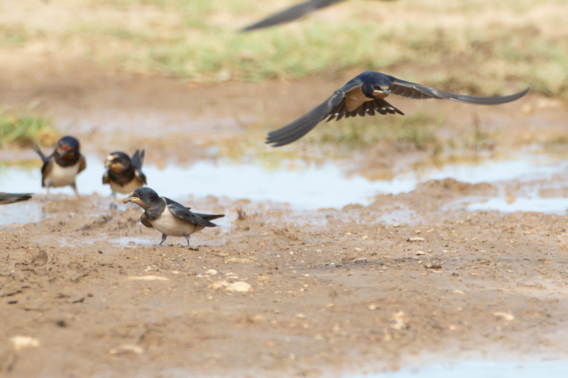 Golondrina común