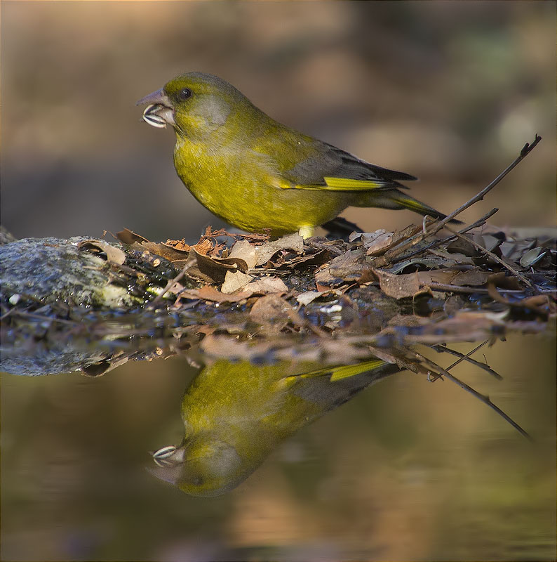 Mascle de Verdum (Carduelis chloris)