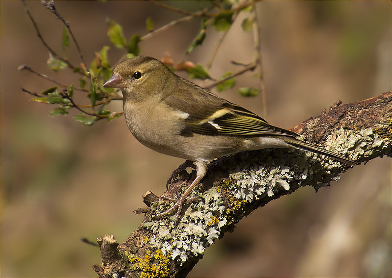 Femella de Pinsà comú (Fringilla coelebs)