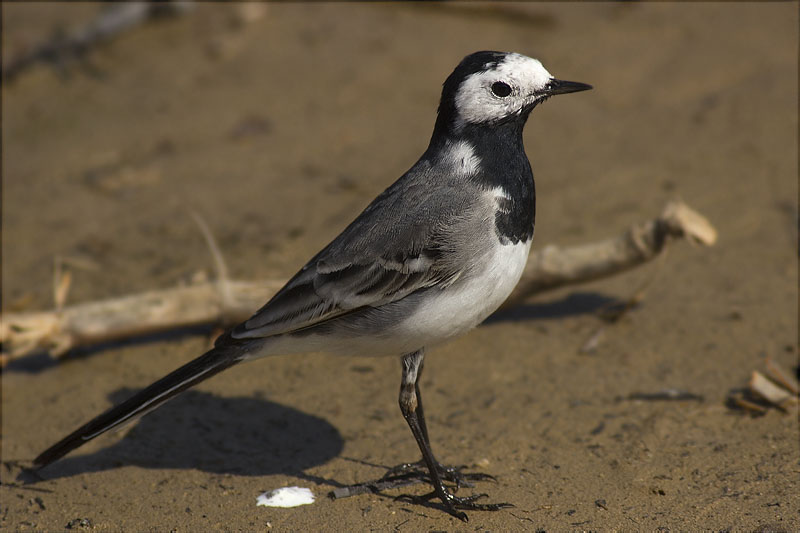 Cuereta blanca vulgar (Motacilla alba)