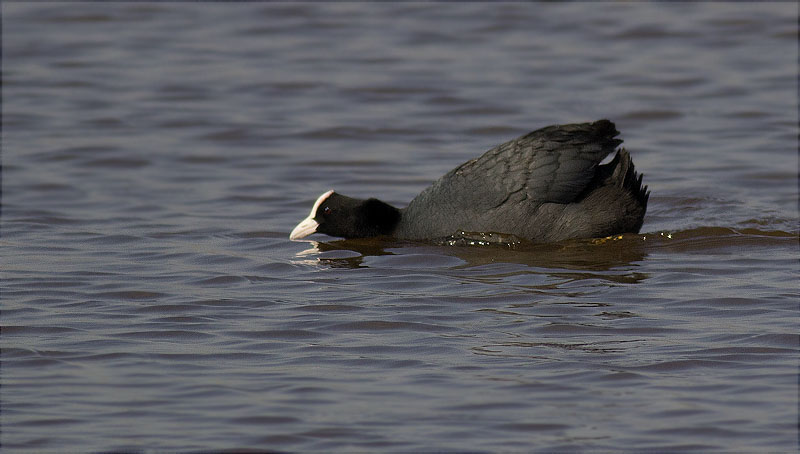 Fotja (Fulica atra)