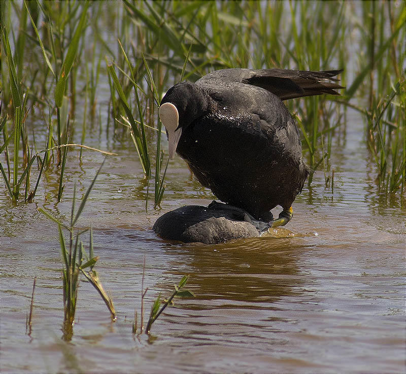 Còpula de Fotja (Fulica atra) 3/3