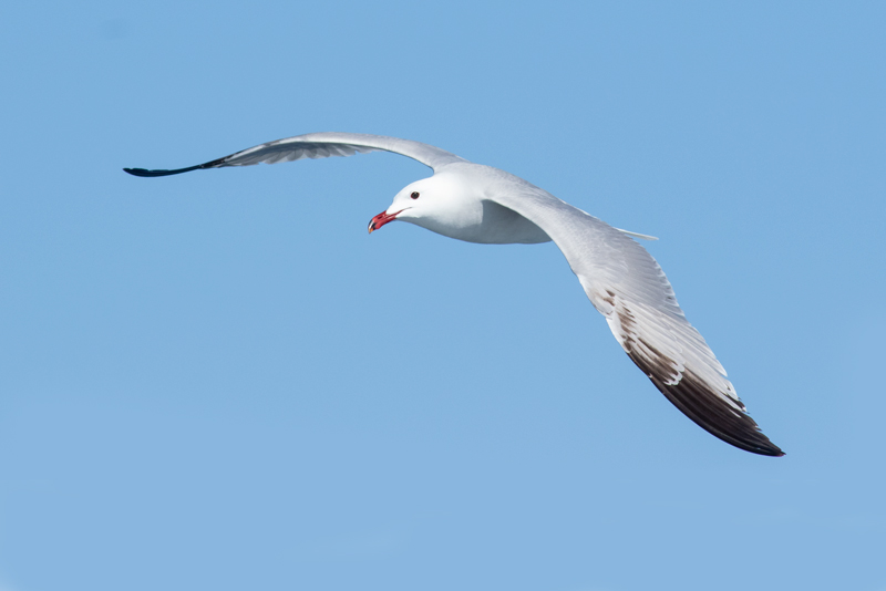 Gaviota de Audouin