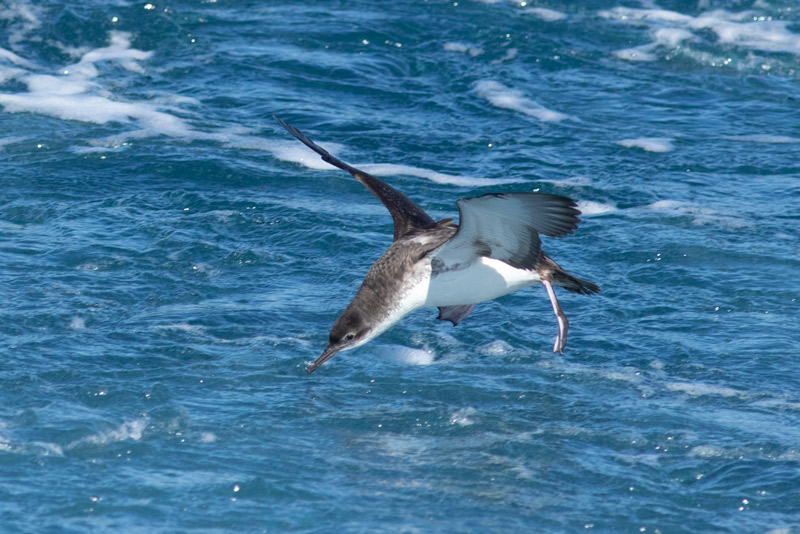 Pardela mediterránea (Puffinus yelkouan)