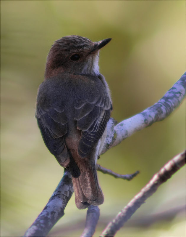 Papamosques gris (Muscicapa striata)