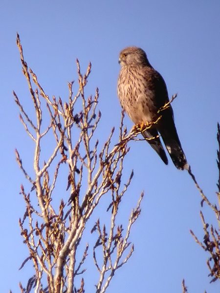 La señora xoriguer (Falco tinnunculus)