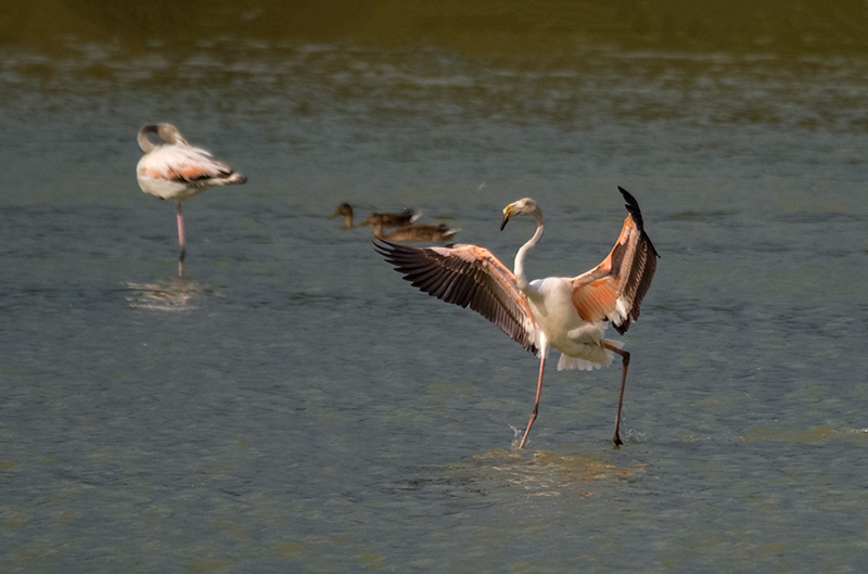 Flamenc. Phoenicopterus ruber