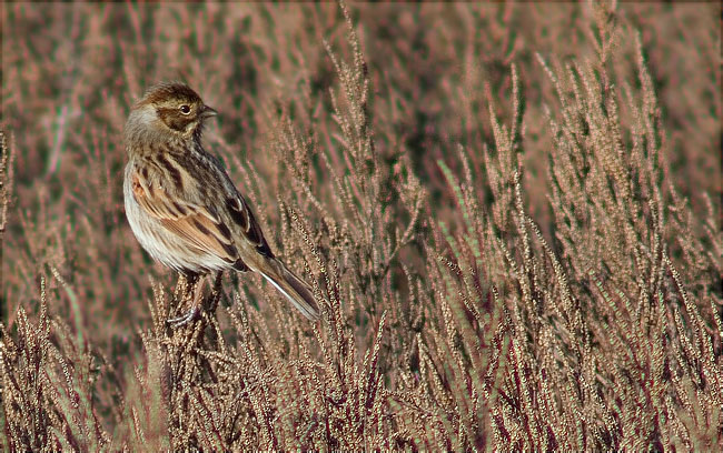 Repicatalons (Emberiza schoeniclus)