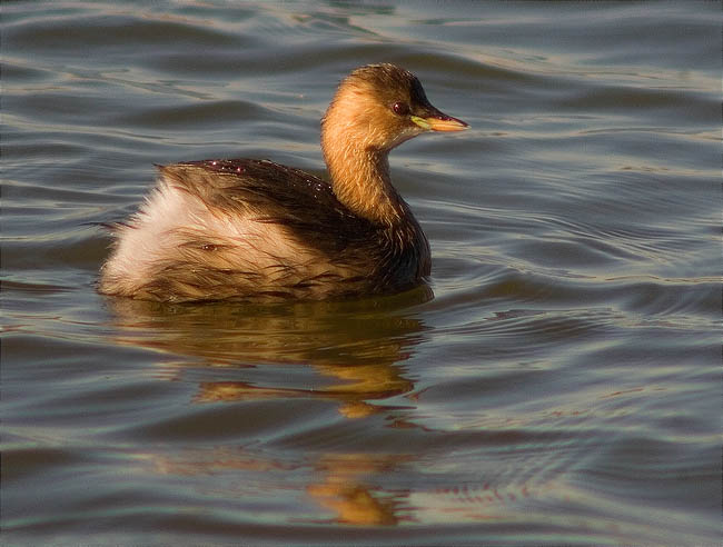 Adult de Cabusset (Tachybaptus ruficollis)