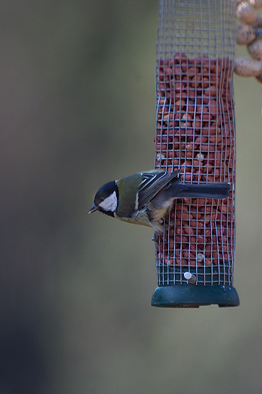 Mallarenga carbonera (Parus major)