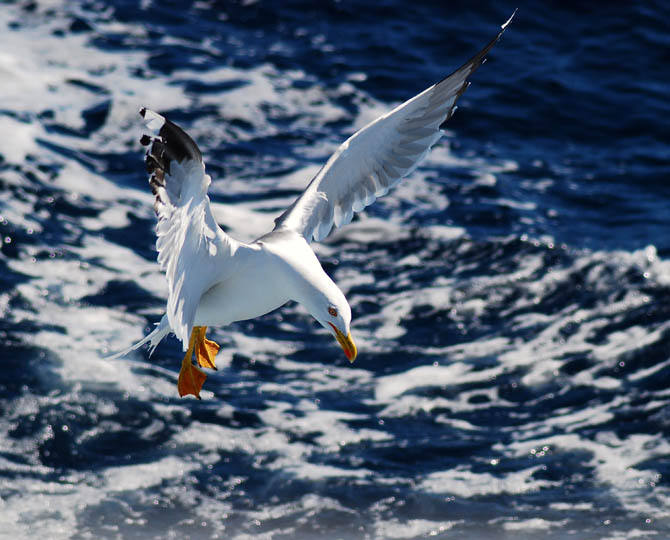 Gaviota patiamarilla ( Larus cachinnans )