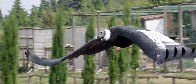 Còndor dels Andes (Vultur gryphus)