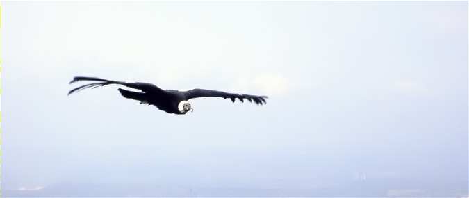 Condor dels Andes (Vultur gryphus)