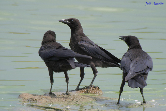 Cornella negra - Corneja negra (Corvus corone corone)