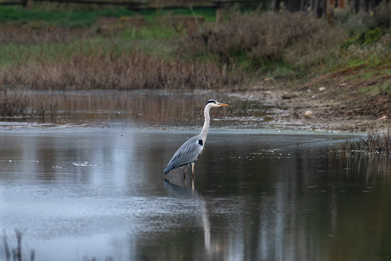 Bernat pescaire ( Ardea cinerea )