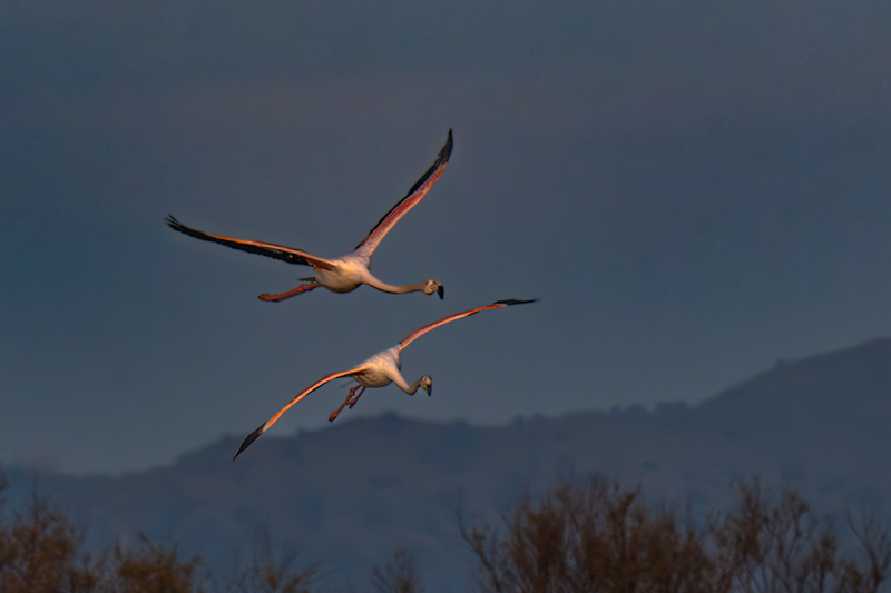 Flamenc ( Phoenicopterus ruber)