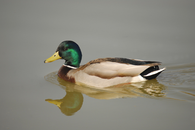 ánec collverd (Anas platyrhynchos)