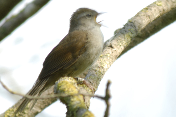 rossinyol (Luscinia megarhyncos)