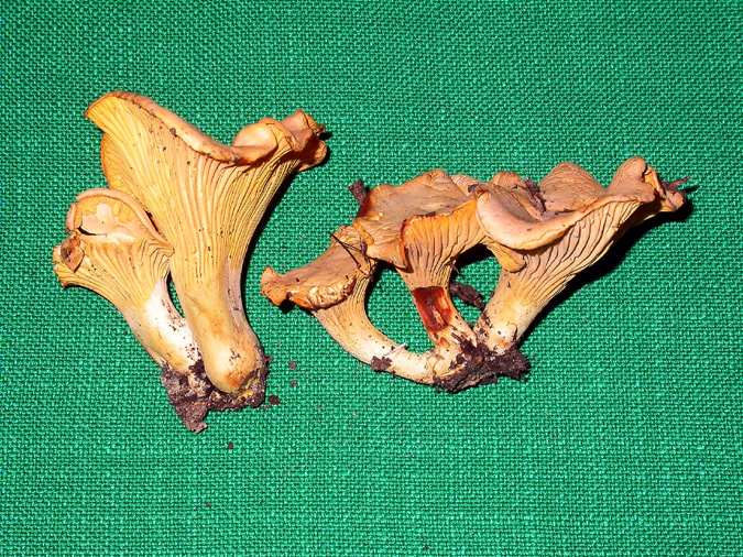 Canterelle pruineuse roussissante (Cantharellus subpruinosus)
