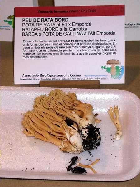 Peu de rata bord (Ramaria formosa (Pers.:Fr.) Quél)