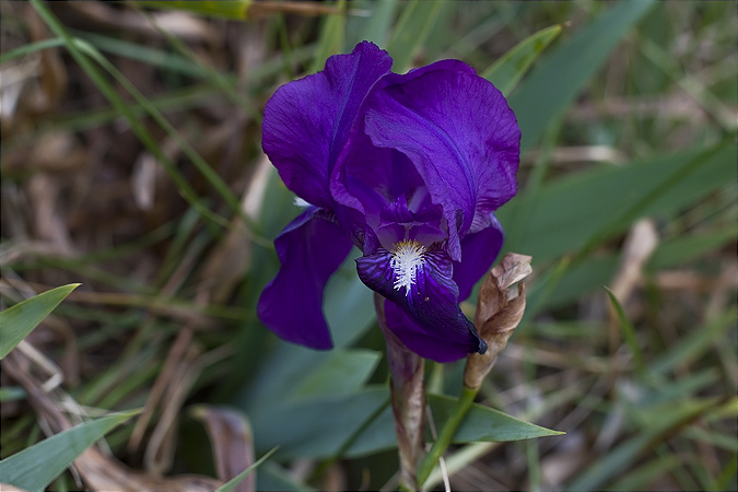 Lliri blau: (Iris germanica)