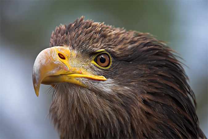 Águila Calva (Haliaeetus leucocephalus)