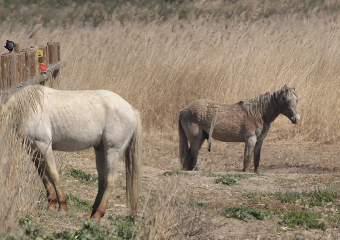 Cavalls de la Camarga o del canyissar