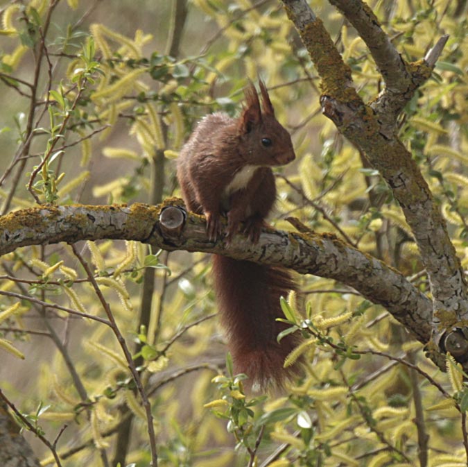 Esquirol vermell europeu (Sciurus vulgaris)