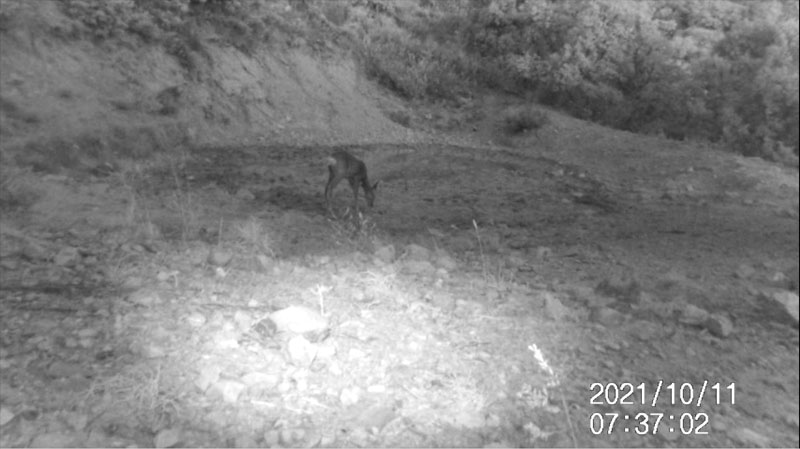 Fotoparany al Montsec: Cabirol femella bevent a primera hora