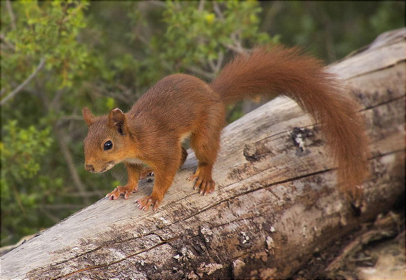 Esquirol (Sciurus vulgaris)