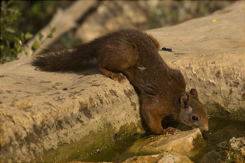 Esquirol (Sciurus vulgaris)