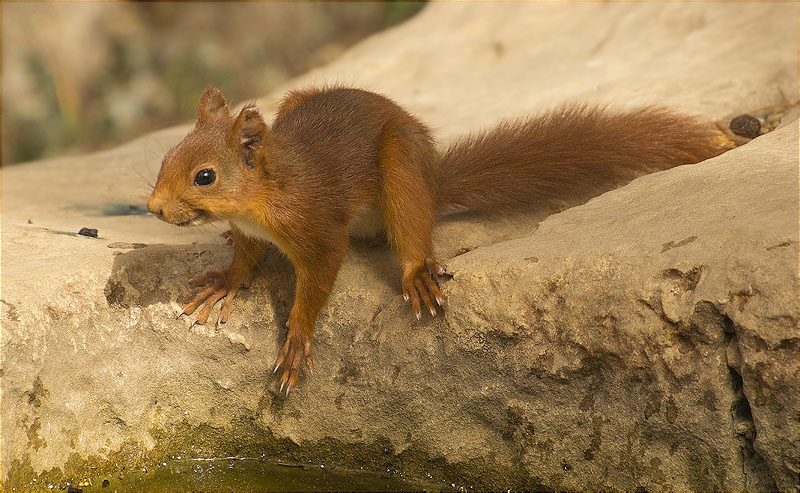 Esquirol (Sciurus vulgaris)