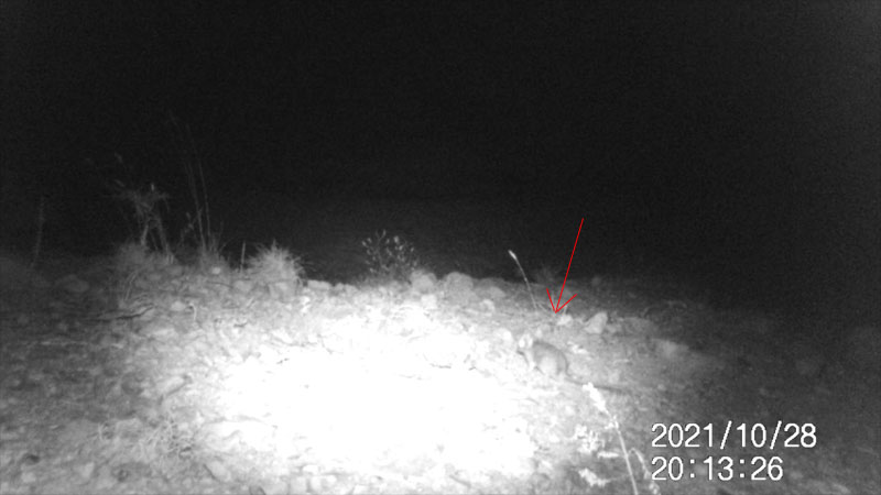 Fotoparany al Montsec: Ratolí corrent i saltant de nit
