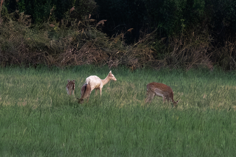 Daina.( Dama dama ). I una de blanca