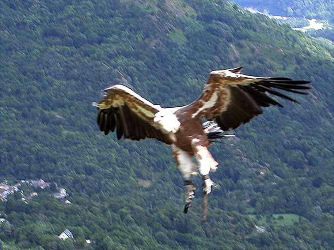 voltor, buitre leonado, vautour fauve,  griffon vulture (Gyps fulvus)