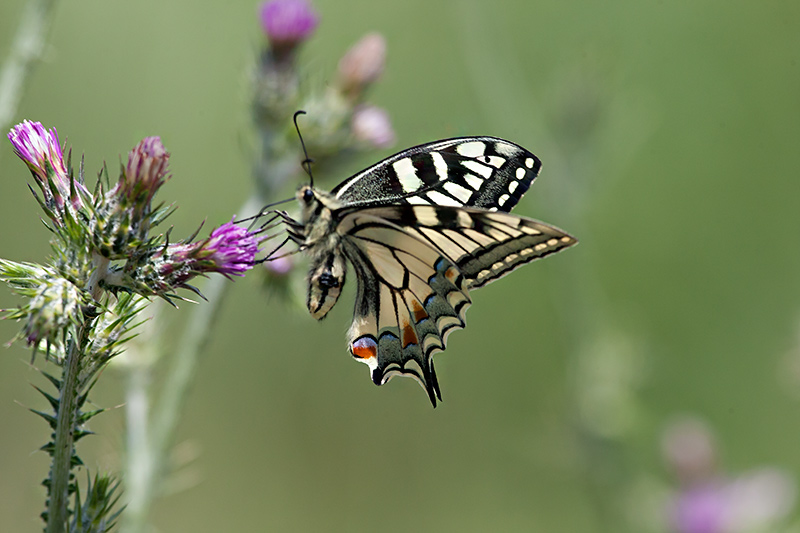 Papallona.Papilio machaon